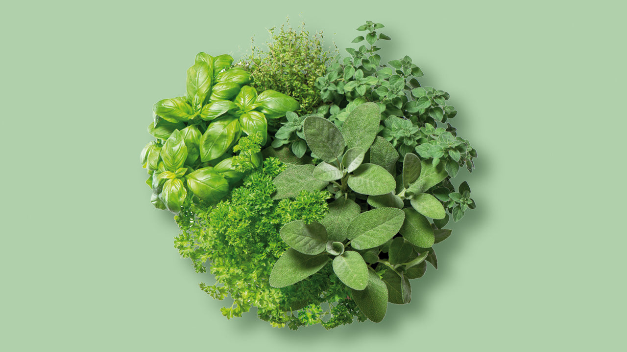 Bio Kräuter und Küchengewürze